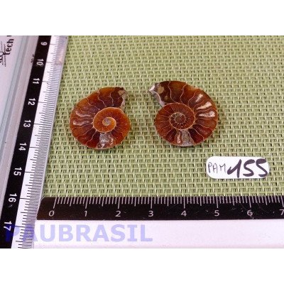 Paire d Ammonite Polie 6g