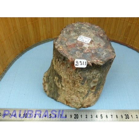 Bois Fossile en tronc une face polie 2559gr Madagascar