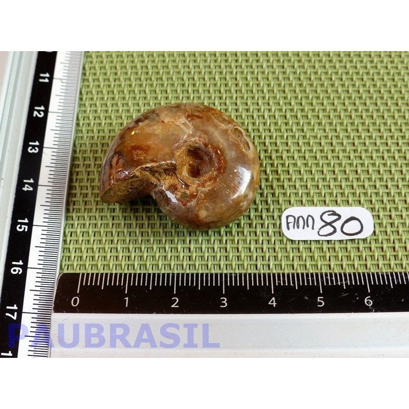 Ammonite Semi Polie 21g