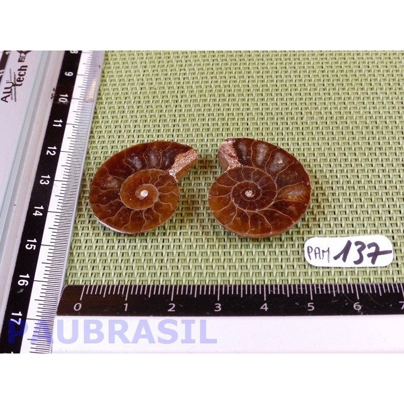 Paire d Ammonite Polie 9g