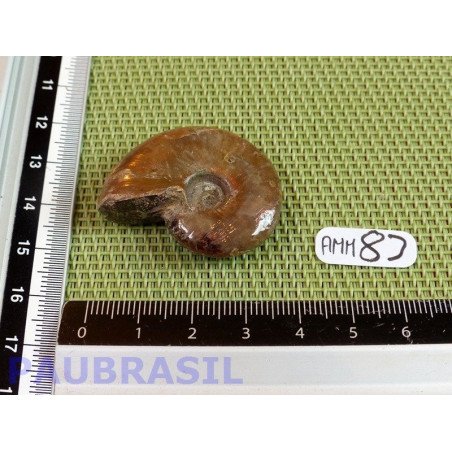 Ammonite Opalisée Semi Polie 15g