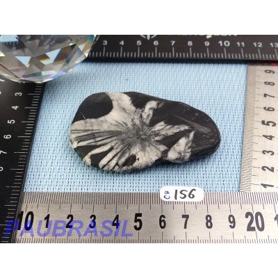 Pierre Chrysanthème Chrysanthemum stone 75gr