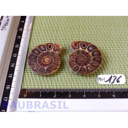 Paire d Ammonite Polie 13g