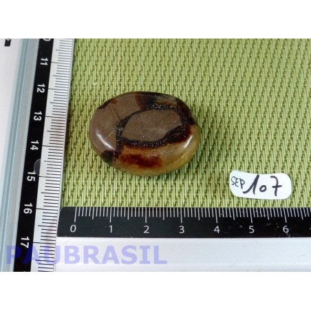 Septaria en tranche polie 18g